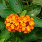 Lantana Camara Flower  100 Seeds