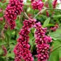 Polygonum Orientale 100 Seeds