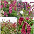 Polygonum Orientale  4000 Seeds