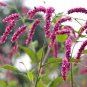 Polygonum Orientale 4000 Seeds