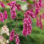 Polygonum Orientale 4000 Seeds