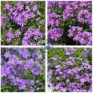 Heirloom Purple Mountain Phlox  240 Seeds