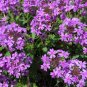 Heirloom Purple Mountain Phlox  240 Seeds