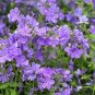 Heirloom Purple Mountain Phlox  240 Seeds