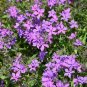 Heirloom Purple Mountain Phlox  240 Seeds