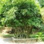 Bambusa Ventricosa 100 Seeds