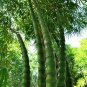 Bambusa Ventricosa 100 Seeds