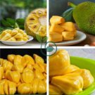 Jackfruit 10 Seeds