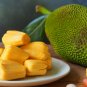 Jackfruit 10 Seeds