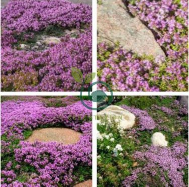 Creeping Thyme 400 Seeds