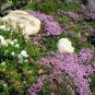 Creeping Thyme 400 Seeds