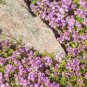 Creeping Thyme 400 Seeds