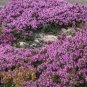 Creeping Thyme 400 Seeds