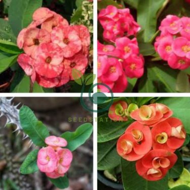 Cactus Euphorbia Milii 200 Seeds