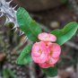 Cactus Euphorbia Milii 200 Seeds