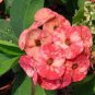 Cactus Euphorbia Milii 200 Seeds