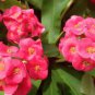 Cactus Euphorbia Milii 200 Seeds
