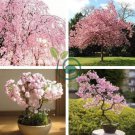 Bonsai Tree Japanese Sakura Bonsai Rare Japanese Cherry Blossoms Flowers 20 Seeds