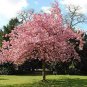 Bonsai Tree Japanese Sakura Bonsai Rare Japanese Cherry Blossoms Flowers 20 Seeds