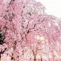 Bonsai Tree Japanese Sakura Bonsai Rare Japanese Cherry Blossoms Flowers 20 Seeds