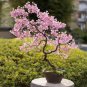 Bonsai Tree Japanese Sakura Bonsai Rare Japanese Cherry Blossoms Flowers 20 Seeds