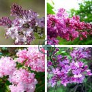 Beautiful Lilac Flower Clove Flower Bonsai  400 Seeds
