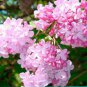 Beautiful Lilac Flower Clove Flower Bonsai 400 Seeds