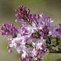 Beautiful Lilac Flower Clove Flower Bonsai 400 Seeds