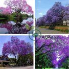 Bonsai Paulownia Outdoor Royal Empress Flore 2000 Seeds