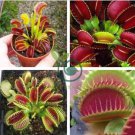 Catchfly Potted Plant Seeds Garden Venus Fly Trap Insectivorous Plant  200 Seeds