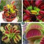 Catchfly Potted Plant Seeds Garden Venus Fly Trap Insectivorous Plant  200 Seeds