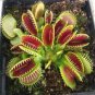 Catchfly Potted Plant Seeds Garden Venus Fly Trap Insectivorous Plant  200 Seeds