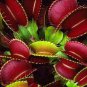 Catchfly Potted Plant Seeds Garden Venus Fly Trap Insectivorous Plant  200 Seeds
