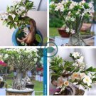 Japanese Style Plumeria Plant Potted Bonsai 200 Seeds