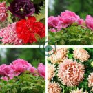 Peony Flower Bonsai Garden and Potted Plants 20 Seeds