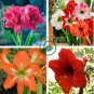 Hippeastrum  Bonsai Amaryllis Barbados Lily 200 Seeds