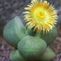 Succulents Raw Stone Cactus 20 Seeds