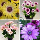 African Blue Eyed Daisy Flower Bonsai Osteospermum Flower  200 Seeds