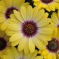 African Blue Eyed Daisy Flower Bonsai Osteospermum Flower 200 Seeds