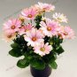 African Blue Eyed Daisy Flower Bonsai Osteospermum Flower 200 Seeds
