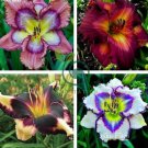Lily Daylily Bonsai Unique  Daylilies 100 Seeds