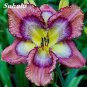 Lily Daylily Bonsai Unique Daylilies 100 Seeds