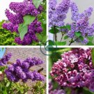 Colorful Bonsai Lilac Plant Japanese Lilac 100 Seeds