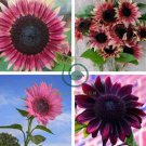 Pink sunflower seeds.Perennial indoor flower 40 seeds