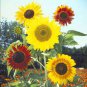 Mixed Colors Sunflowers 20 Seeds