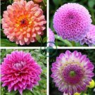 Pink Dahlia Seeds Beautiful Gardens Dahlia Bonsai Plant 200 Seeds