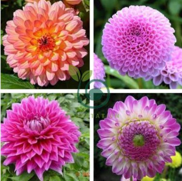 Pink Dahlia Seeds Beautiful Gardens Dahlia Bonsai Plant 200 Seeds