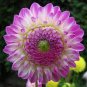 Pink Dahlia Seeds Beautiful Gardens Dahlia Bonsai Plant 200 Seeds