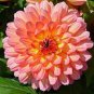 Pink Dahlia Seeds Beautiful Gardens Dahlia Bonsai Plant 200 Seeds