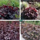 Heuchera 200 Seeds